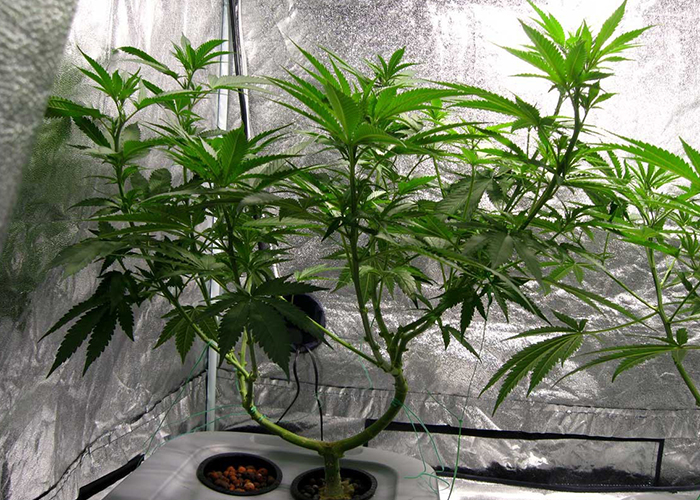 Hidroponik Hidroponik