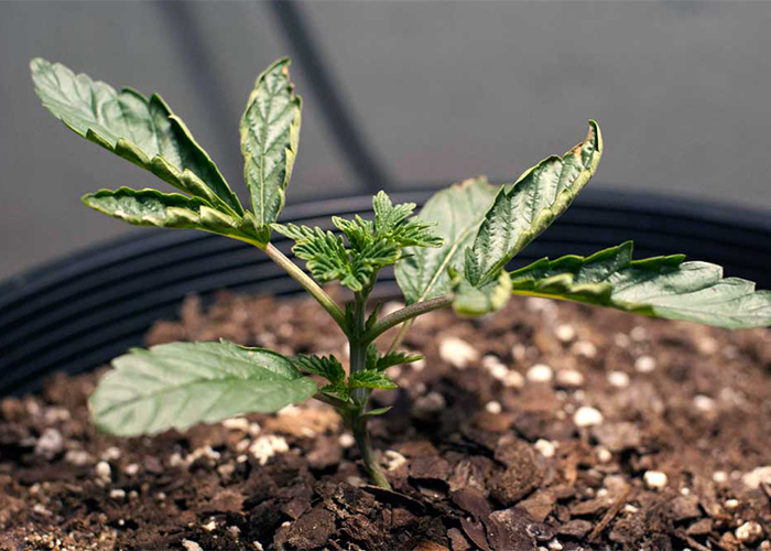 Sıcak koşullar büyümeyi yavaşlatır Sıcak koşullar büyümeyi yavaşlatır