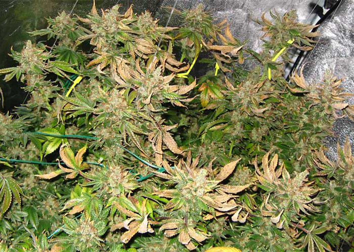 Çiçeklenme döneminde yüksek ısı bitkiyi öldürebilir Çiçeklenme döneminde yüksek ısı bitkiyi öldürebilir