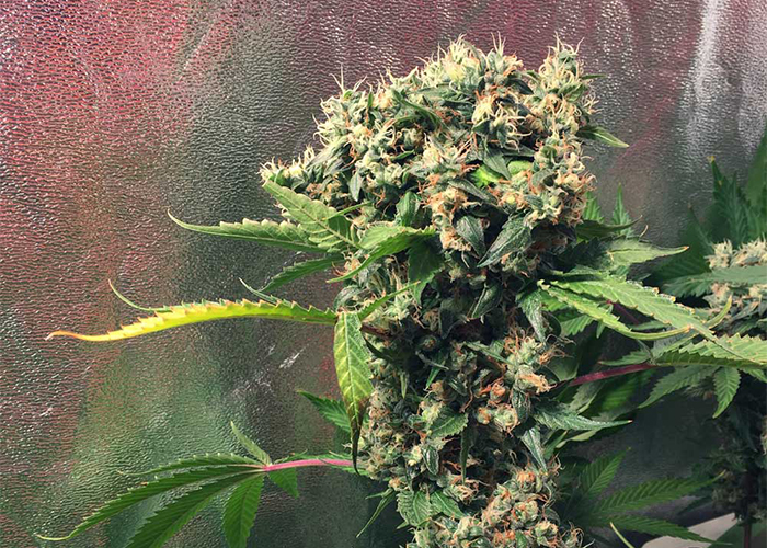 indoorda sicak indoorda sicak