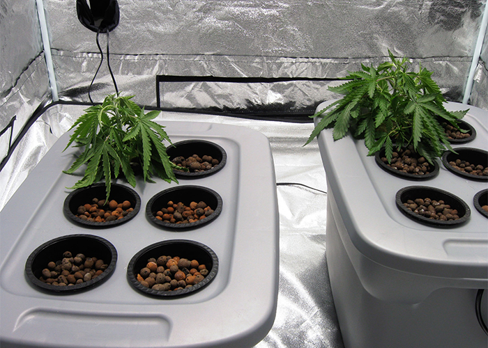 Genellikle kök çürümesinin ilk belirtileri – bitkiler solar Genellikle kök çürümesinin ilk belirtileri – bitkiler solar