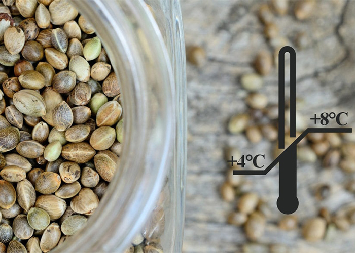 kenevir tohumu depolamada ideal faktorler kenevir tohumu depolamada ideal faktorler