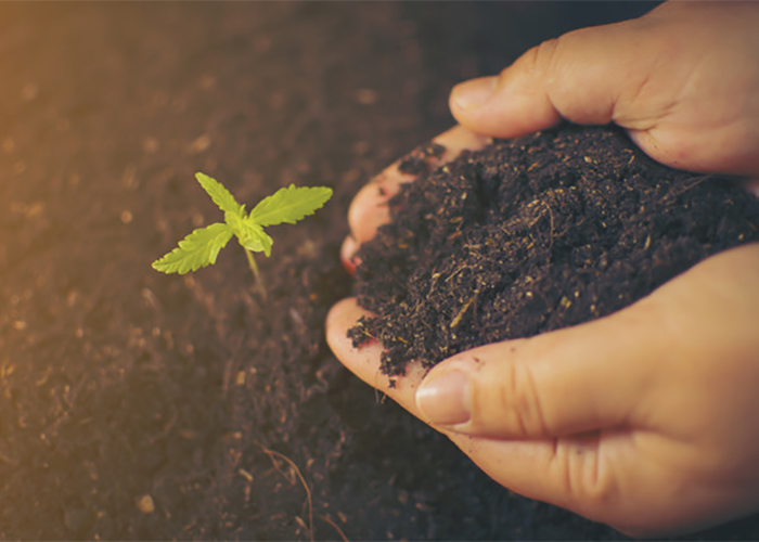 kenevirin gubrelenmesi kenevirin gubrelenmesi