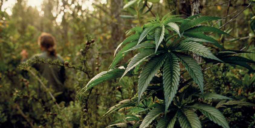 Dış ortamda kenevir yetiştiriciliği Dış ortamda kenevir yetiştiriciliği