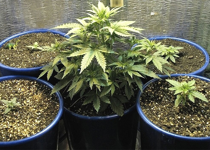 Kenevir yetiştirmek için saksılar Kenevir yetiştirmek için saksılar