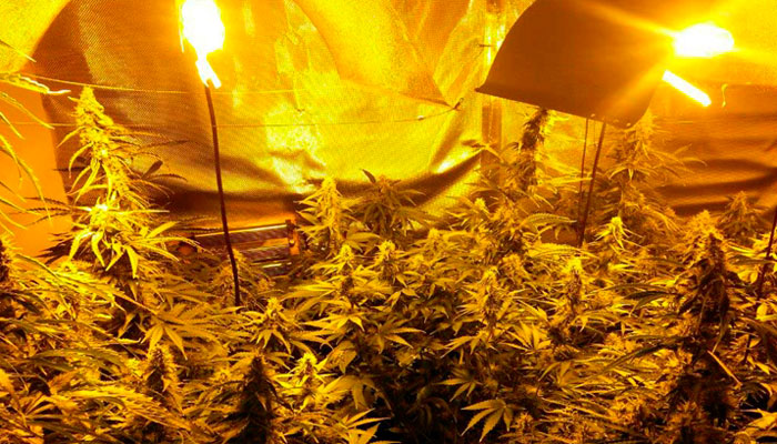 Перезревшая марихуана Перезревшая марихуана