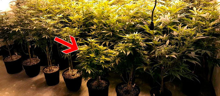 Что делать с низкими колами конопли Что делать с низкими колами конопли