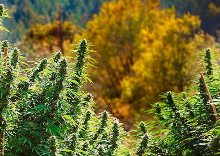 Hasat toplama zamanı Hasat toplama zamanı