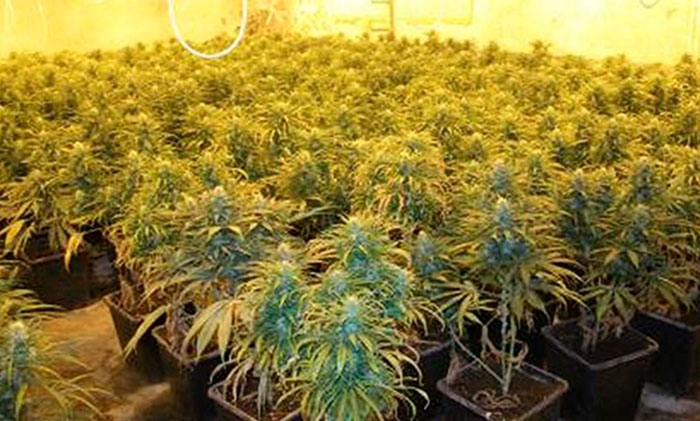 Yaygın efsane: CO2 THC’yi arttırır Yaygın efsane: CO2 THC’yi arttırır