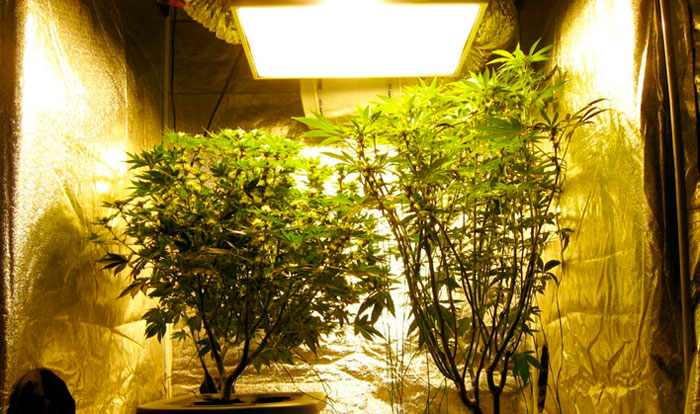 Цветение индики и сативы Цветение индики и сативы