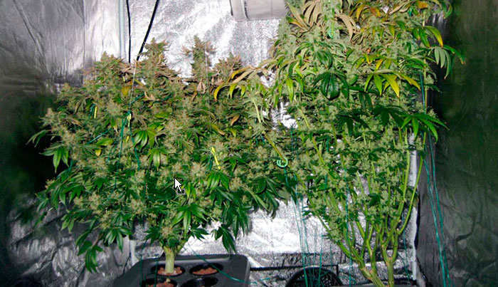 Взрослые растения конопли Взрослые растения конопли