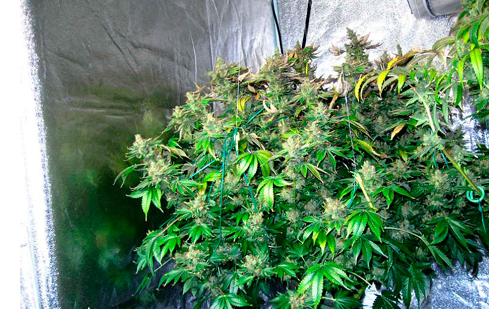 Индика созрела Индика созрела