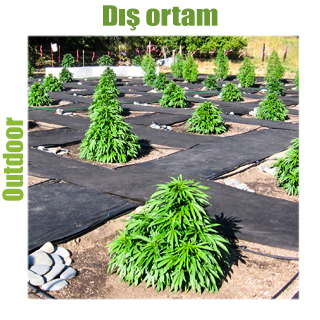 Dış ortam Dış ortam