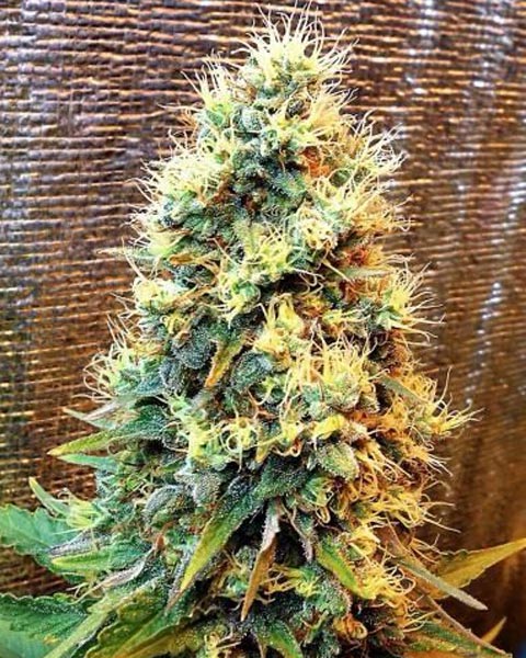 Hakkımızda Hakkımızda