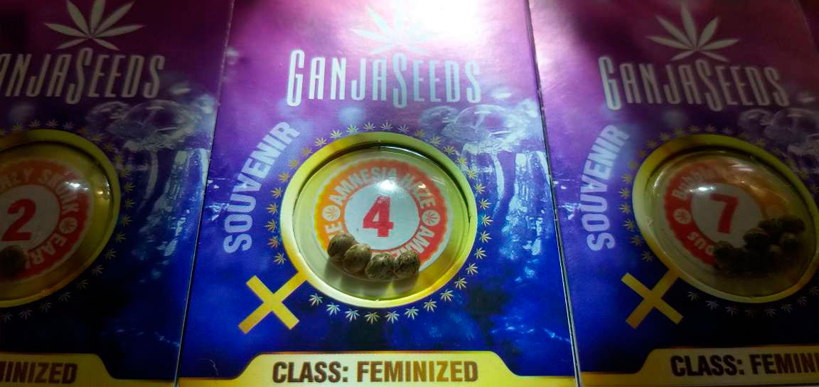 Ganjaseeds tohum bankasından kenevir tohumu