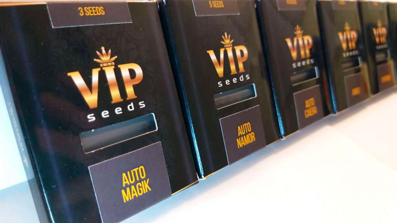 GanjaVIP tohum bankasından kenevir tohumu GanjaVIP tohum bankasından kenevir tohumu