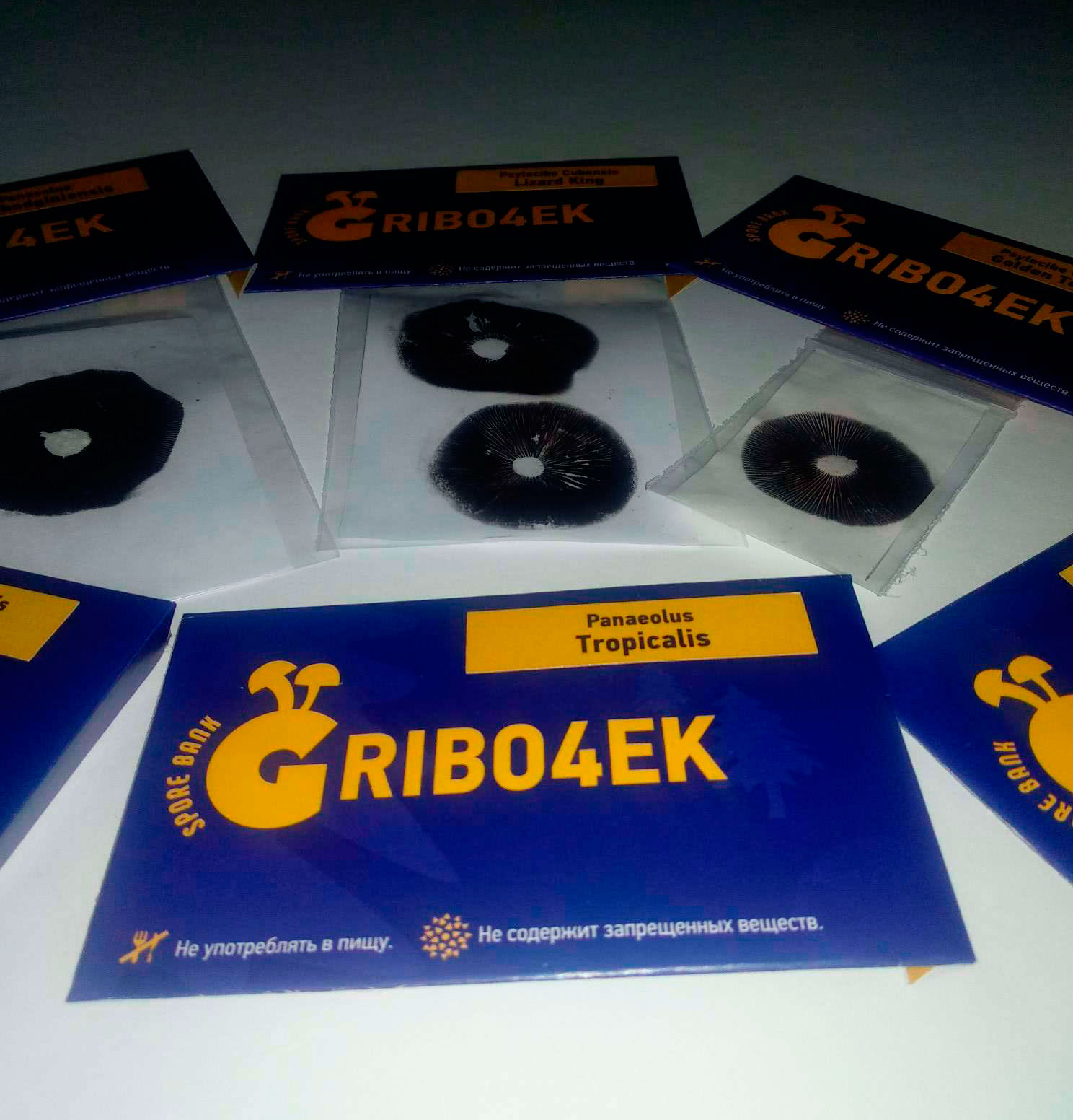 Gribo4ek mantar spor bankasından, halüsinojenik mantar strainleri Gribo4ek mantar spor bankasından, halüsinojenik mantar strainleri