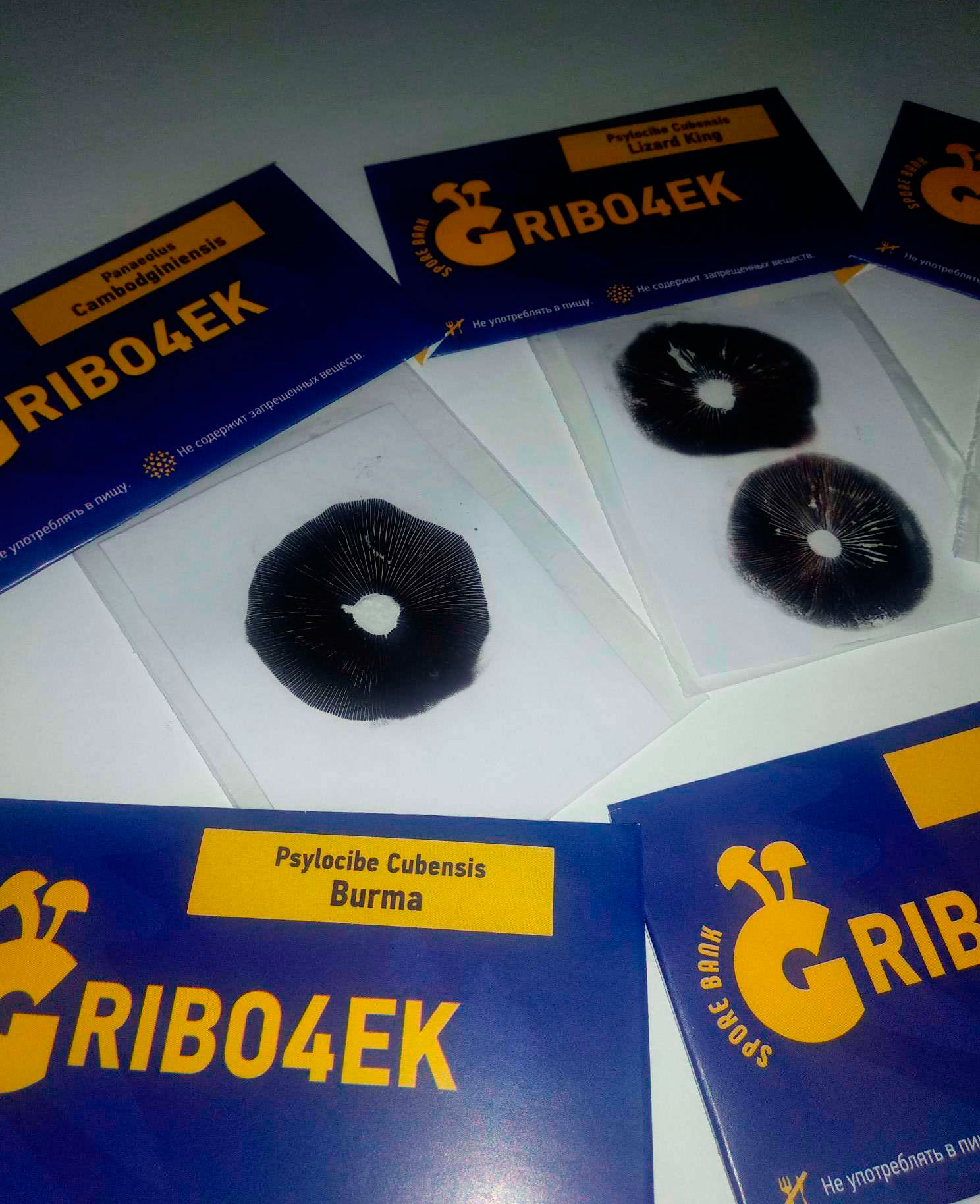 Gribo4ek mantar spor bankasından, halüsinojenik mantar strainleri Gribo4ek mantar spor bankasından, halüsinojenik mantar strainleri