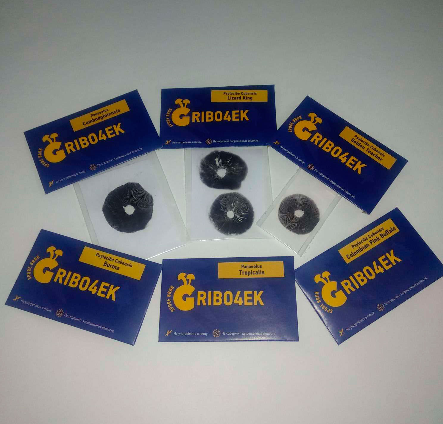 Gribo4ek mantar spor bankasından, halüsinojenik mantar strainleri Gribo4ek mantar spor bankasından, halüsinojenik mantar strainleri
