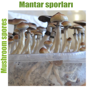 Mantar sporları