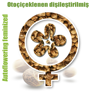 Otoçiçeklenen dişileştirilmiş Otoçiçeklenen dişileştirilmiş