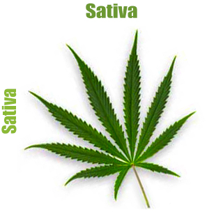 Sativa