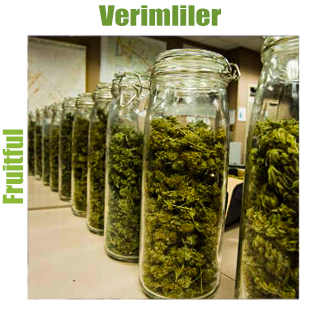 Verimliler Verimliler