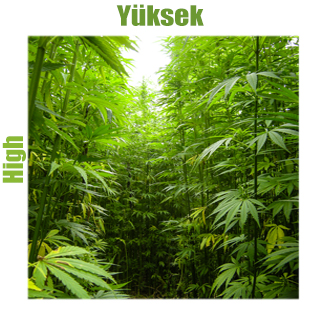 Yüksek