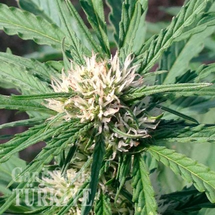 Auto Somango feminised Ganja Seeds