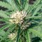 Samsun’da  Auto Somango feminised Ganja Seeds kenevir tohumu