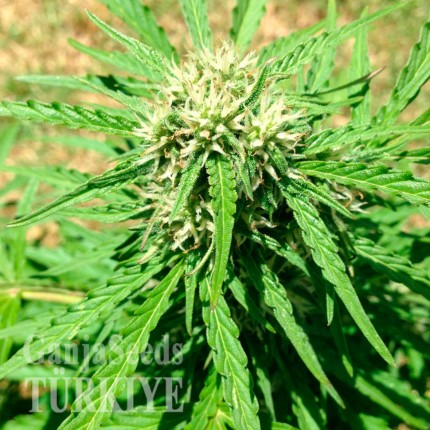 Auto Somango feminised Ganja Seeds