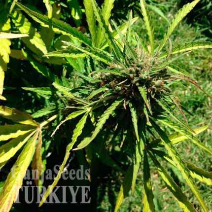 Auto Somango feminised Ganja Seeds