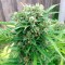 Rize’de  Auto Somango feminised Ganja Seeds kenevir tohumu