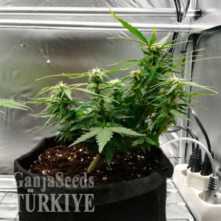 Auto Somango feminised Ganja Seeds