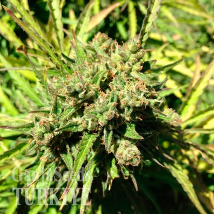 Auto Somango feminised Ganja Seeds