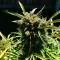 Mardin’de  Auto Somango feminised Ganja Seeds kenevir tohumu
