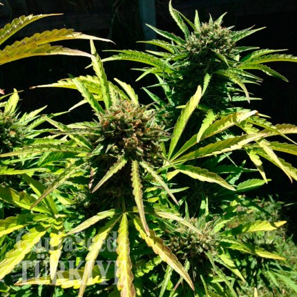 Auto Somango feminised Ganja Seeds