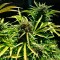 Auto Somango feminised Ganja Seeds Kenevir tohumları