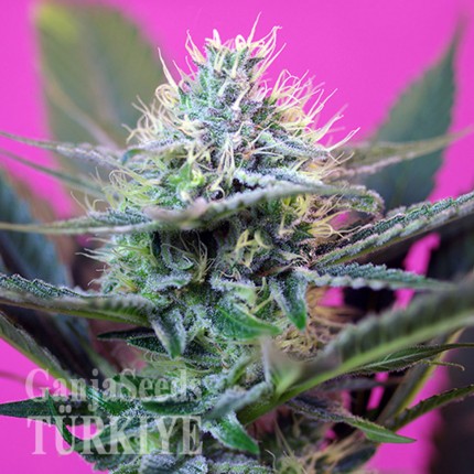 Auto + Speed feminised Ganja Seeds