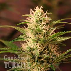 Auto + Speed feminised Ganja Seeds