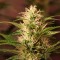 Auto + Speed feminised Ganja Seeds