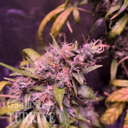 Auto Diesel feminised Ganja Seeds