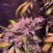 Auto Diesel feminised Ganja Seeds Kenevir tohumları