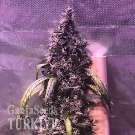 Auto Diesel feminised Ganja Seeds