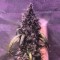 Auto Diesel feminised Ganja Seeds Online kenevir tohumu