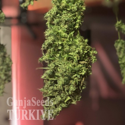 Auto Diesel feminised Ganja Seeds