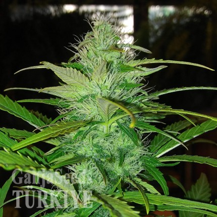 Auto Diesel feminised Ganja Seeds