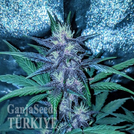 Auto Diesel feminised Ganja Seeds