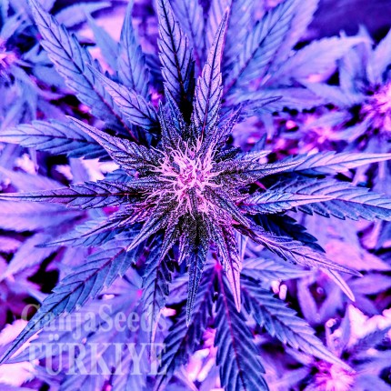 Auto Diesel feminised Ganja Seeds