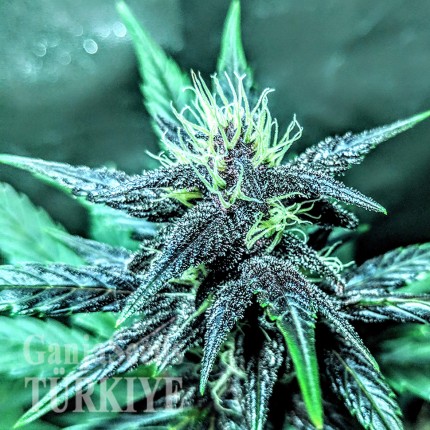 Auto Diesel feminised Ganja Seeds